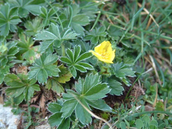 pianta senza nome - Potentilla sp.